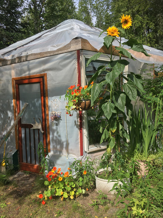 Our beautiful, rustic greenhouse in North Pole, Alaska
